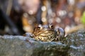 The common toad, European toad, or simply the toad Bufo bufo sitting in a mountain creek. Big frog on a wet stone. Toad in clear Royalty Free Stock Photo