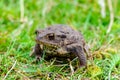 The common toad, European toad, or in Anglophone parts of Europe, simply the toad Bufo bufo, from Latin bufo `toad`, is a frog f Royalty Free Stock Photo