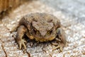 The common toad, European toad, or in Anglophone parts of Europe, simply the toad Bufo bufo, from Latin bufo `toad`, is a frog f Royalty Free Stock Photo