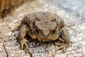 The common toad, European toad, or in Anglophone parts of Europe, simply the toad Bufo bufo, from Latin bufo `toad`, is a frog f Royalty Free Stock Photo