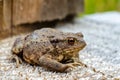 The common toad, European toad, or in Anglophone parts of Europe, simply the toad Bufo bufo, from Latin bufo `toad`, is a frog f Royalty Free Stock Photo