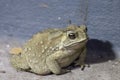 The common toad, European toad, or in Anglophone parts of Europe, Royalty Free Stock Photo