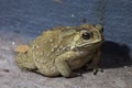 The common toad, European toad, or in Anglophone parts of Europe, Royalty Free Stock Photo