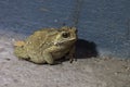 European toad, or in Anglophone parts of Europe, simply the toad (Bufo bufo, Royalty Free Stock Photo