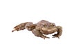 Common toad or european toad (Bufo bufo) Royalty Free Stock Photo