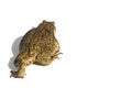 Common toad or European toad, Bufo bufo, isolated on white background. Royalty Free Stock Photo