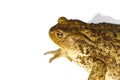 Common toad or European toad, Bufo bufo, isolated on white background. Royalty Free Stock Photo