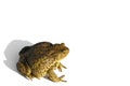 Common toad or European toad, Bufo bufo, isolated on white background. Royalty Free Stock Photo