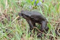 Common toad or European toad in nature Royalty Free Stock Photo