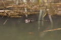 Common toad, European toad, or a toad (bufo bufo) floating in the water. Royalty Free Stock Photo