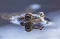 Common toad eyes with reflection in the water - Bufo bufo Royalty Free Stock Photo