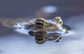 Common toad eyes with reflection in the water - Bufo bufo