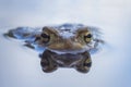 Common toad eyes with reflection in the water - Bufo bufo