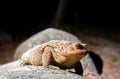 Common toad in flashlight light in forest