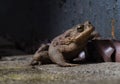 Common Toad on the floor