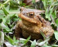 Common toad frog (Bufo bufo) in the wild Royalty Free Stock Photo