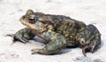 Common toad frog (Bufo bufo) in the wild Royalty Free Stock Photo