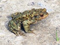 Common toad frog (Bufo bufo) in the wild Royalty Free Stock Photo