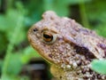 The common toad frog, European toad bufo bufo is an amphibian found throughout most of Europe Royalty Free Stock Photo