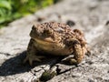 The common toad frog, European toad bufo bufo is an amphibian found throughout most of Europe Royalty Free Stock Photo