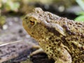 The common toad frog, European toad bufo bufo is an amphibian found throughout most of Europe Royalty Free Stock Photo