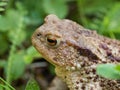 The common toad frog, European toad bufo bufo is an amphibian found throughout most of Europe Royalty Free Stock Photo