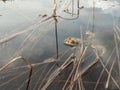 Common toad frog floating at water surface Royalty Free Stock Photo