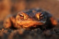 Common toad with gold eyes Royalty Free Stock Photo