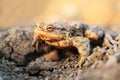 Common toad with gold eyes Royalty Free Stock Photo