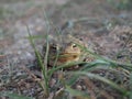 Common toad hiding behind Grass. Royalty Free Stock Photo