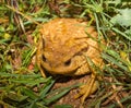 Common Toad hiding in the grass Royalty Free Stock Photo