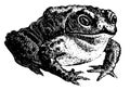 Common toad I Antique Animal Illustrations