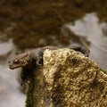 Common Toad