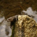 Common Toad