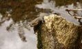 Common Toad