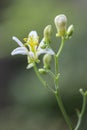 Common toad lily Tricyrtis hirta Alba a pure white flower