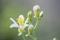 Common toad lily Tricyrtis hirta Alba pure white flower