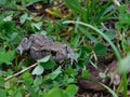 Common toad. Royalty Free Stock Photo