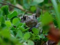 Common toad. Royalty Free Stock Photo