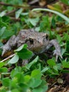 Common toad. Royalty Free Stock Photo