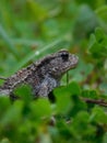 Common toad. Royalty Free Stock Photo