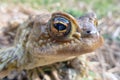 Common toad - macro Royalty Free Stock Photo