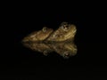 Common toad mating Royalty Free Stock Photo