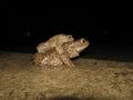 Common toad mating Royalty Free Stock Photo