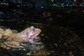 Common Toad in Natural Swamp Royalty Free Stock Photo