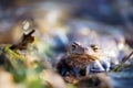 Common toad in nature water