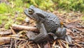 Common toad in Patvinsuo National Park Royalty Free Stock Photo