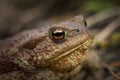 Common Toad, photo from Norway Royalty Free Stock Photo