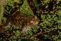 Common toad in a pond. Royalty Free Stock Photo