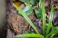 Common Toad at pond Royalty Free Stock Photo